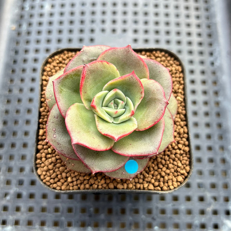 blue apple succulent Echeveria 'Apple Love' 2" Succulent Plant Cutting – True Succulents Plant  Co