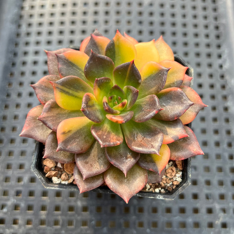 Echeveria 'Black Prince' Variegated 2