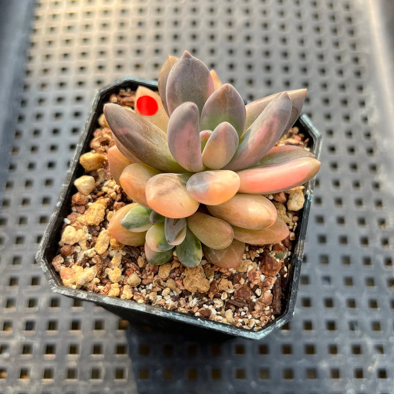 mist succulents Pachyveria 'Blue Mist' Variegated 2"-3" Succulent Plant