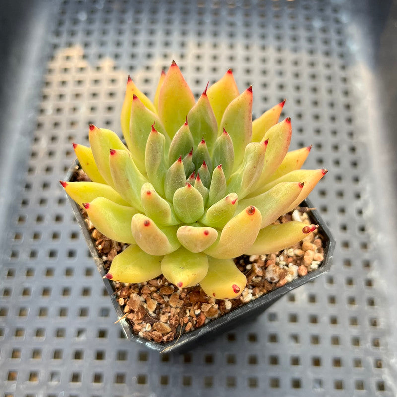 black tipped succulent Echeveria Agavoides 'Black Tip' 2" Succulent Plant