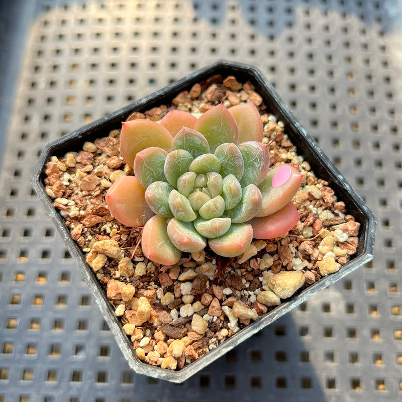 Echeveria 'Bubble Love' 1