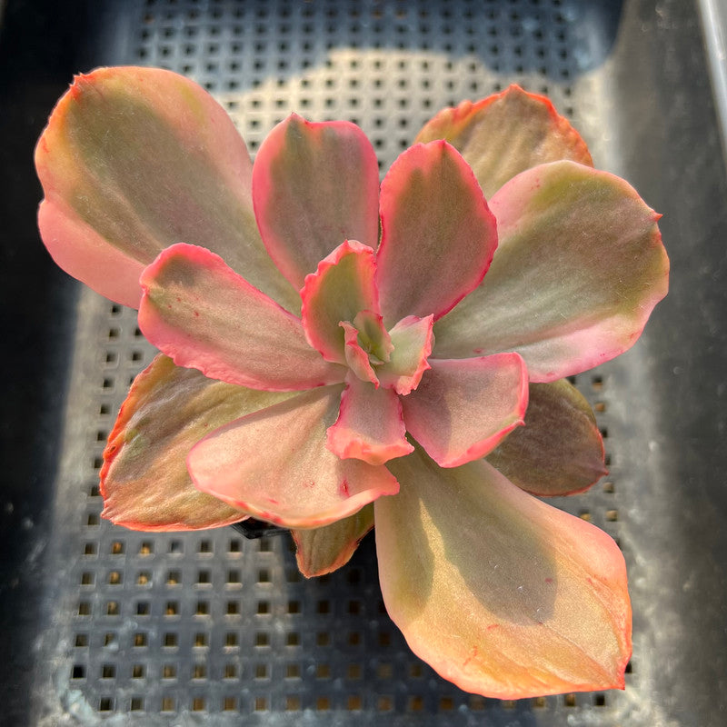rock rose succulent Echeveria 'Rose Rock' Variegated 3" Succulent Plant