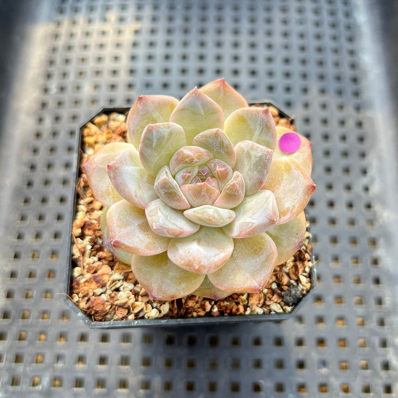 succulent plant type Echeveria 'Tipsy' 1"-2" Jelly Type Succulent Plant – True Succulents Plant  Co