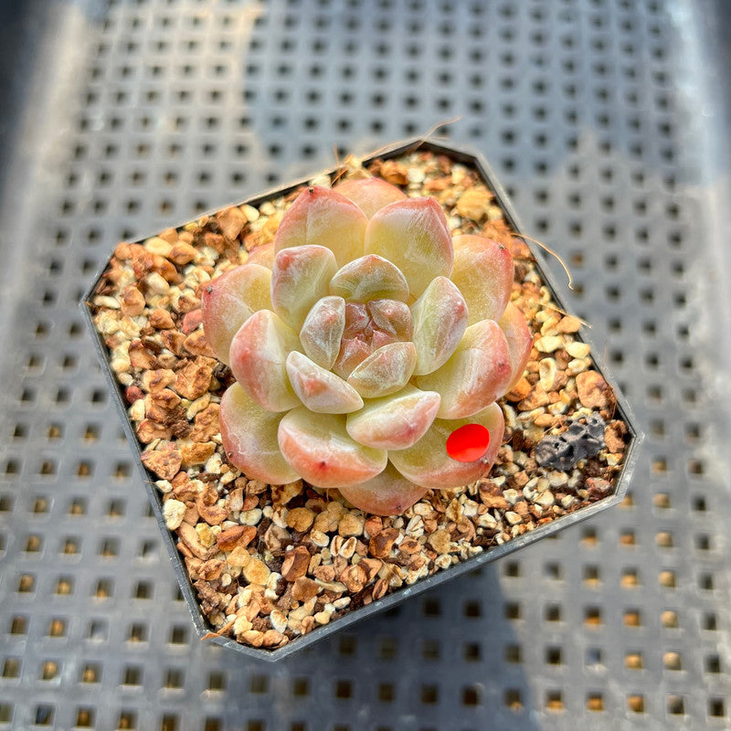 v shaped succulent Echeveria 'Tipsy' 1"-2" Jelly Type Succulent Plant