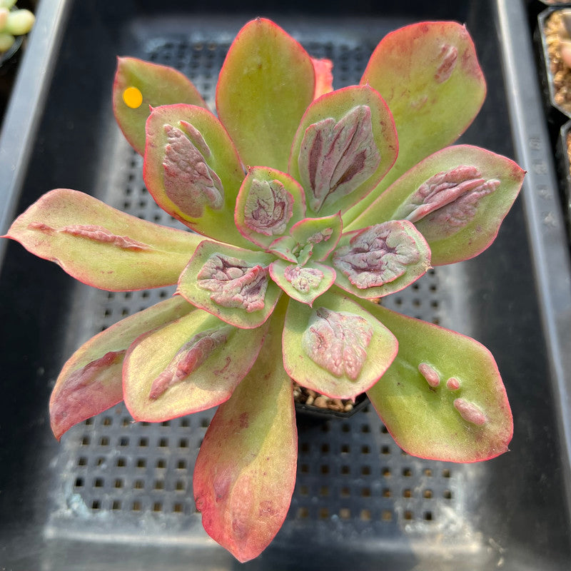 baron bold succulent Echeveria 'Baron Bold' 4" Succulent Plant