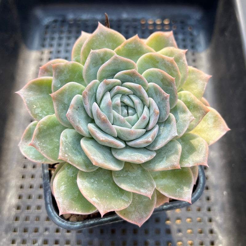Echeveria 'Helena' x 'Icy Green' 4