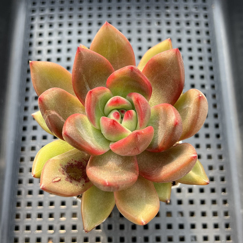 neon succulents Echeveria 'Neon Rouge' 2" Succulent Plant