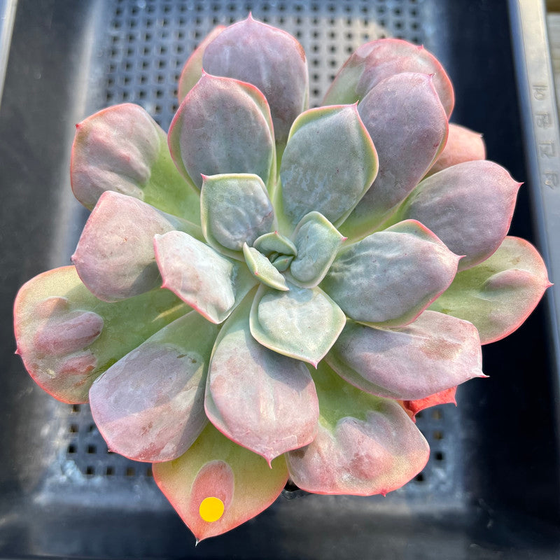 succulent macarons Echeveria 'Macaron' 4