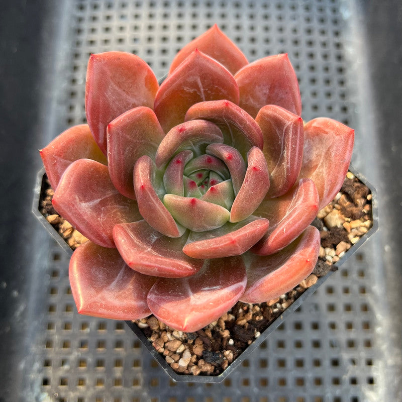 red pink succulent Echeveria 'Pink Champaign' 3"-4" Succulent Plant