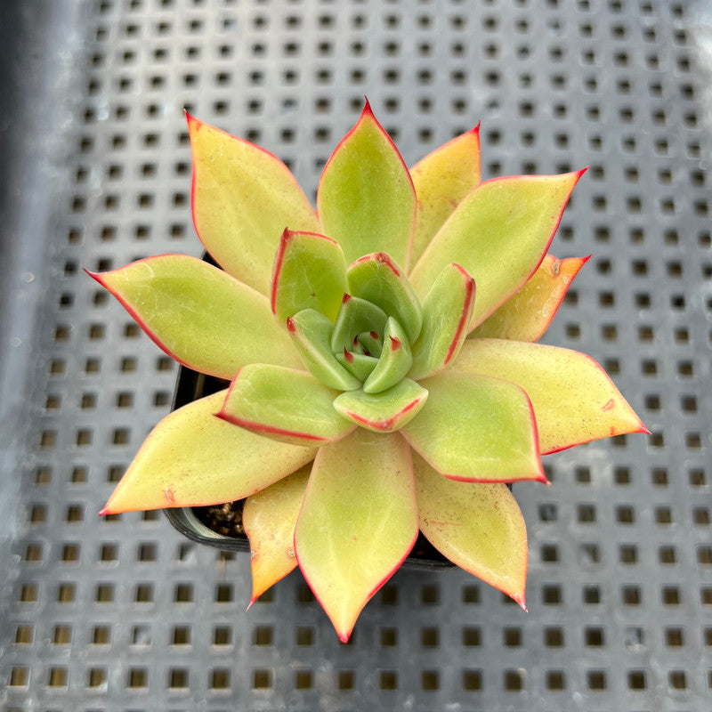 succulent rust Echeveria Agavoides 'Rusty Nail' 2" Succulent Plant – True Succulents Plant Co