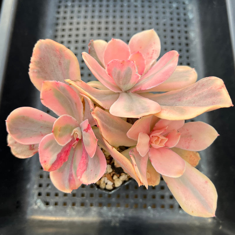 angel succulent plant Echeveria 'Pink Angel' Variegated 4"-5" Cluster Succulent Plant