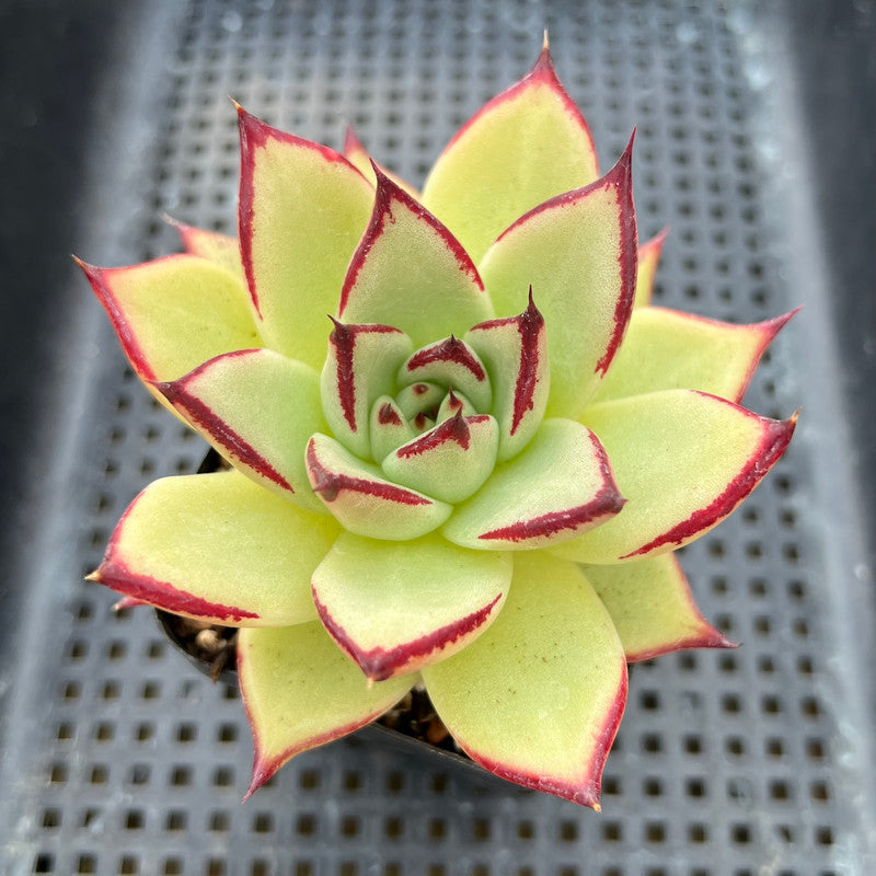 montana succulents Echeveria Agavoides 'Montana' 3” Succulent Plant