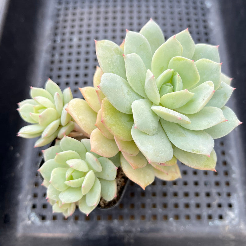 Echeveria 'Beginner' 2