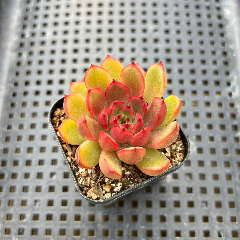 succulent with red bell flowers Echeveria Agavoides 'Red Bell' 1" Succulent Plant