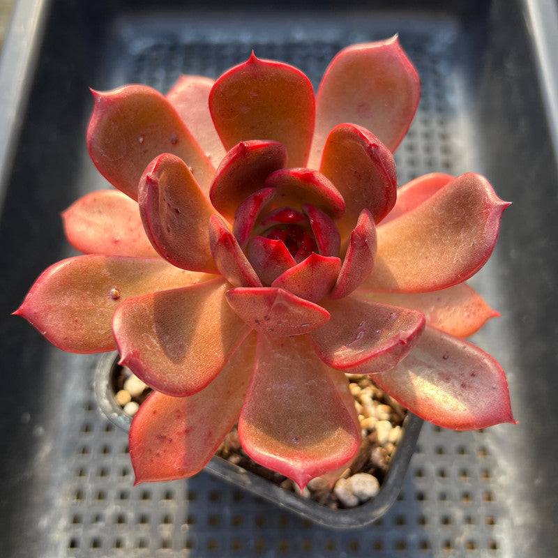 secret succulents Echeveria 'Secret Garden' 4" New Air Magic Hybrid Succulent Plant