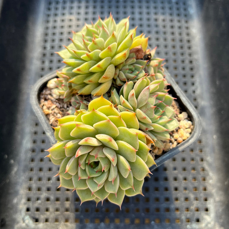 ben badis succulent Echeveria 'Ben Badis' 2" Succulent Plant
