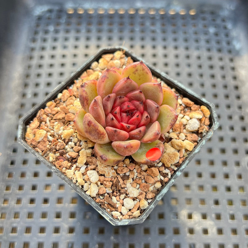 cindy succulents Echeveria 'Cindy' 2" Succulent Plant