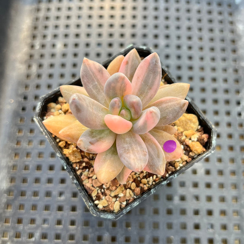 blue mist succulent Pachyveria 'Blue Mist' Variegated 2"-3" Succulent Plant