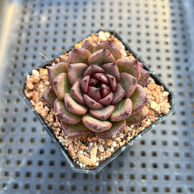 magenta succulent Echeveria 'Magenta' 2" Succulent Plant