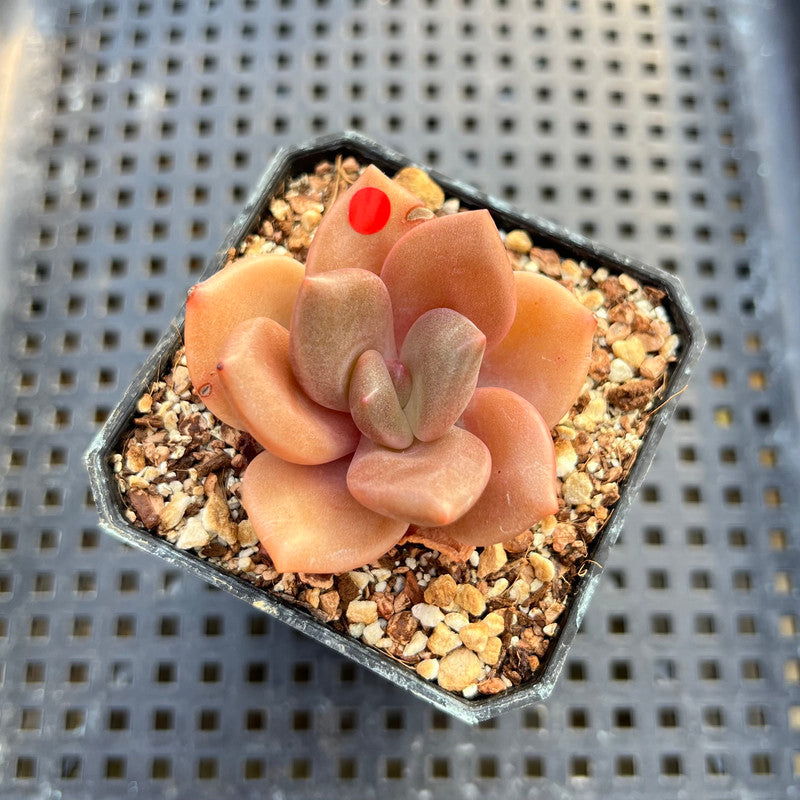 red lips succulent Echeveria 'Red Lips' (Xichuensis Hybrid) 2" Succulent Plant