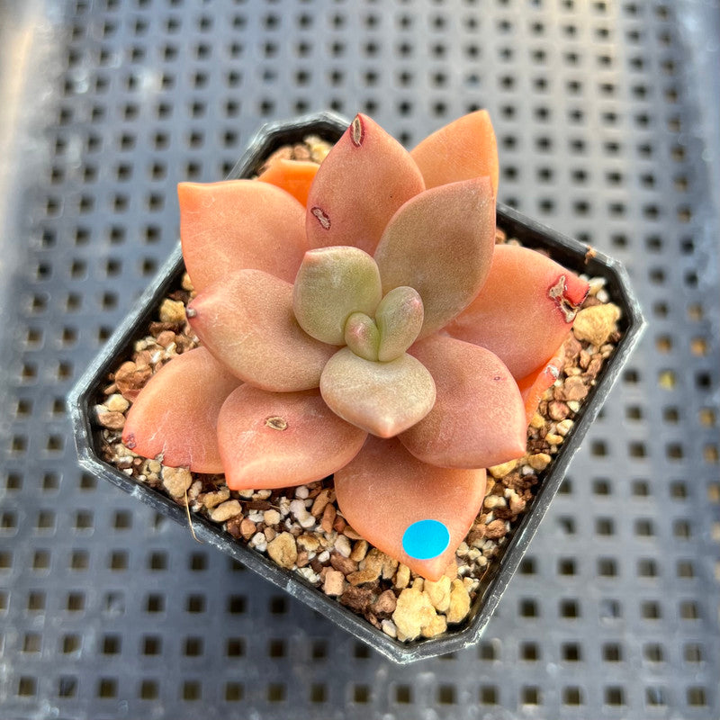 succulents with lips Echeveria 'Red Lips' (Xichuensis Hybrid) 2" Succulent Plant