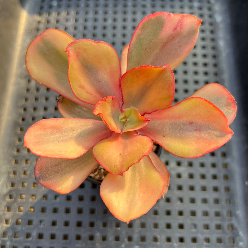 suyeon succulent Echeveria 'Suyeon' Variegated 2" Succulent Plant