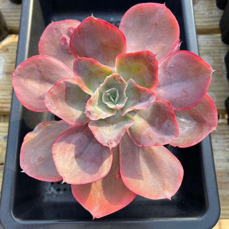 extra large succulent plants Echeveria 'Heart Throb' 6"-7" Extra Large Succulent Plant