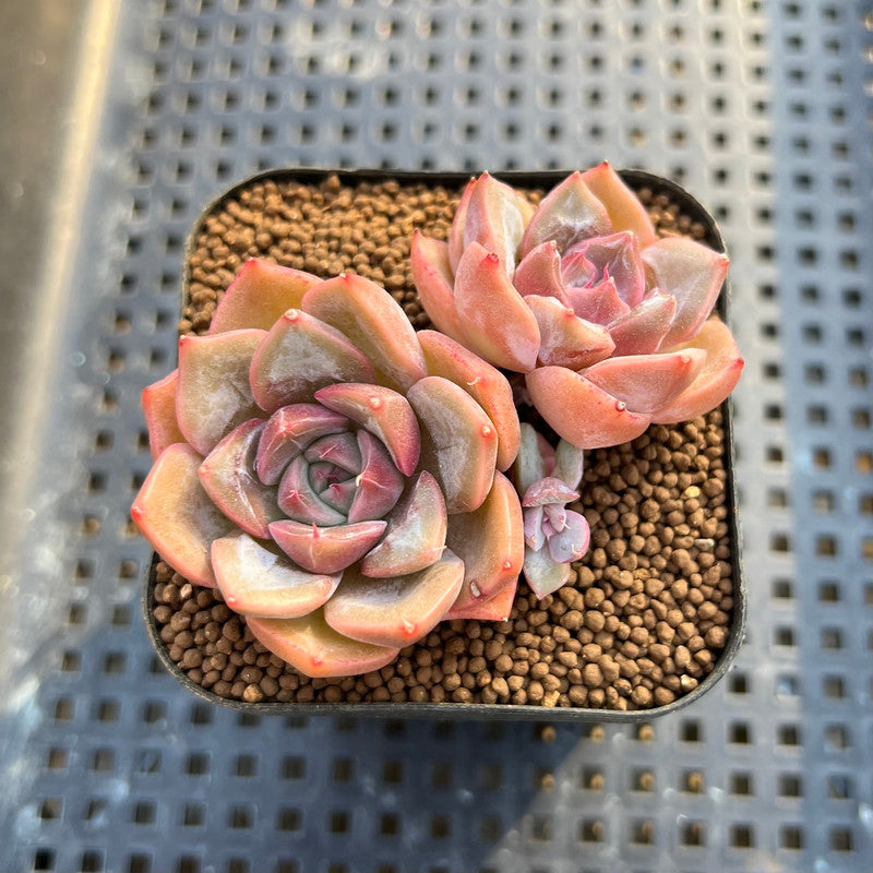 ping succulent Echeveria 'Pings' 2" Succulent Plant Cutting