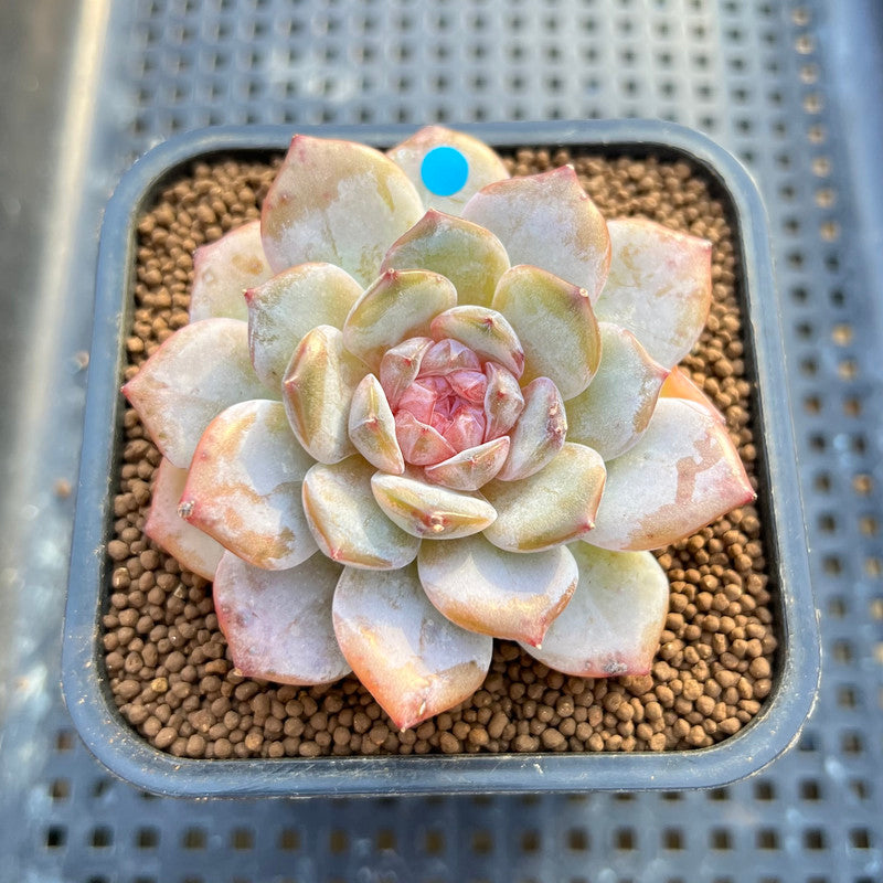 pink succulent plant types Echeveria 'Pink Barbie' Jelly Type (핑크바비) 2" Succulent Plant Cutting
