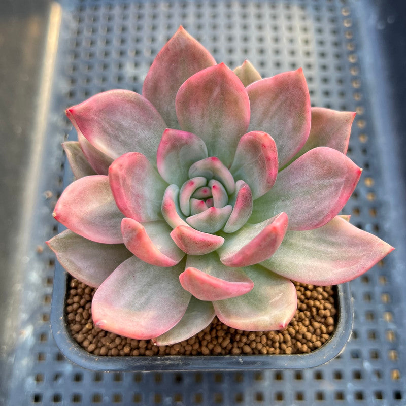 champagne succulent Echeveria 'Pink Champaign' Variegated 2" Succulent Plant Cutting