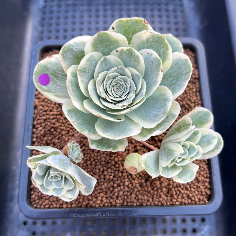 greenovia succulent for sale Greenovia 'El Hiero' Variegated 2" Succulent Plant Cutting