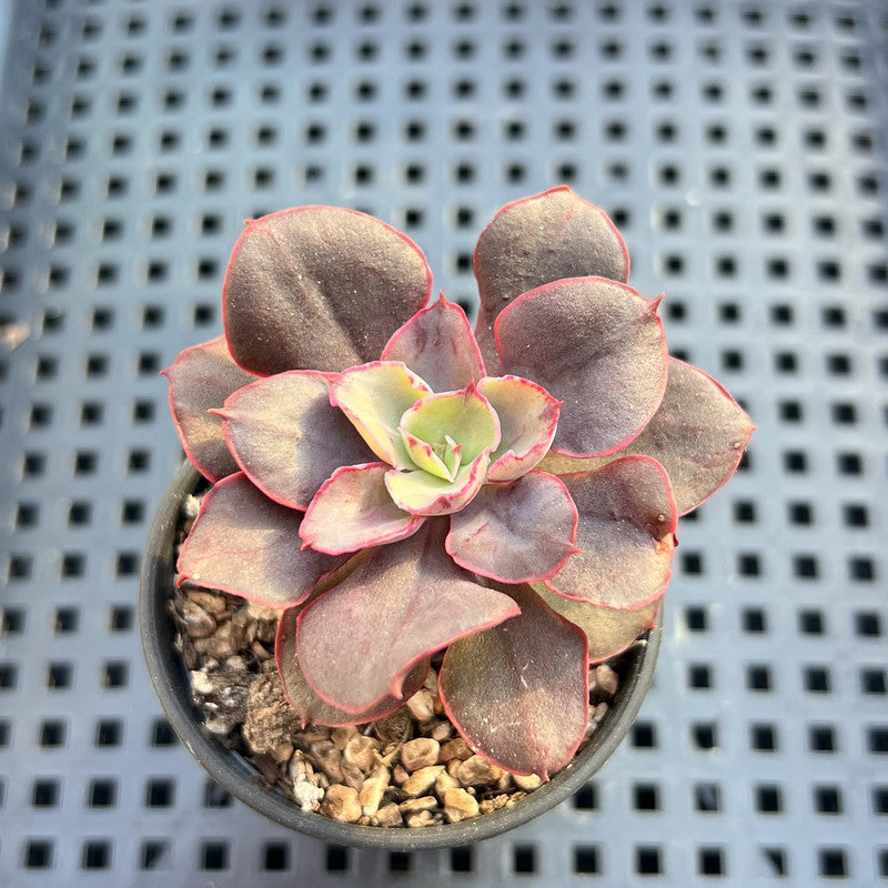 red frills succulent Echeveria 'Painted Frills' 1