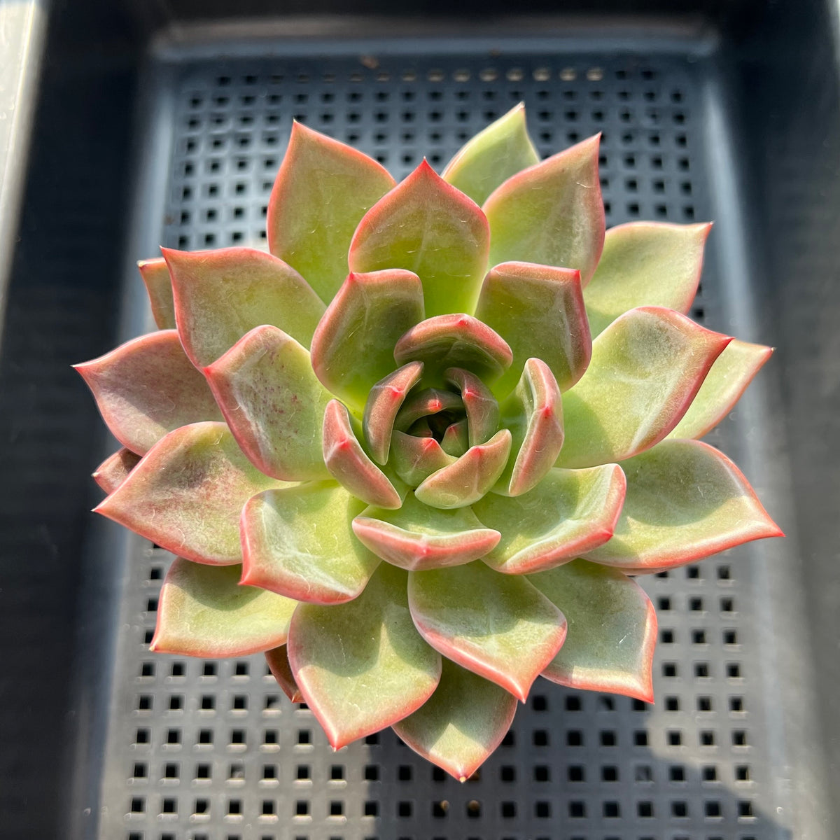 Echeveria 'White Champaign' 3" Succulent Plant (Potted)