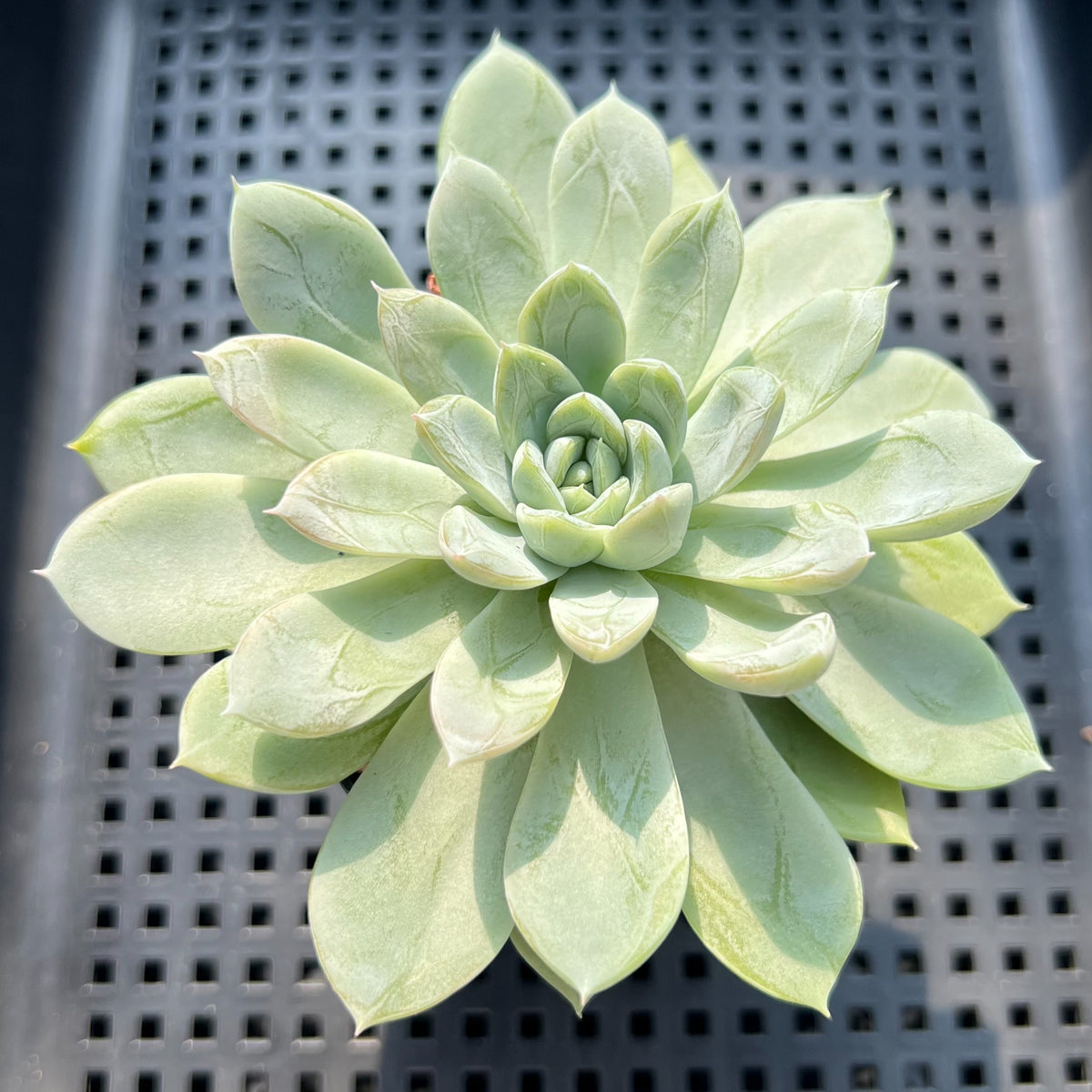 Echeveria 'Elsa' 3" Succulent Plant (Potted)