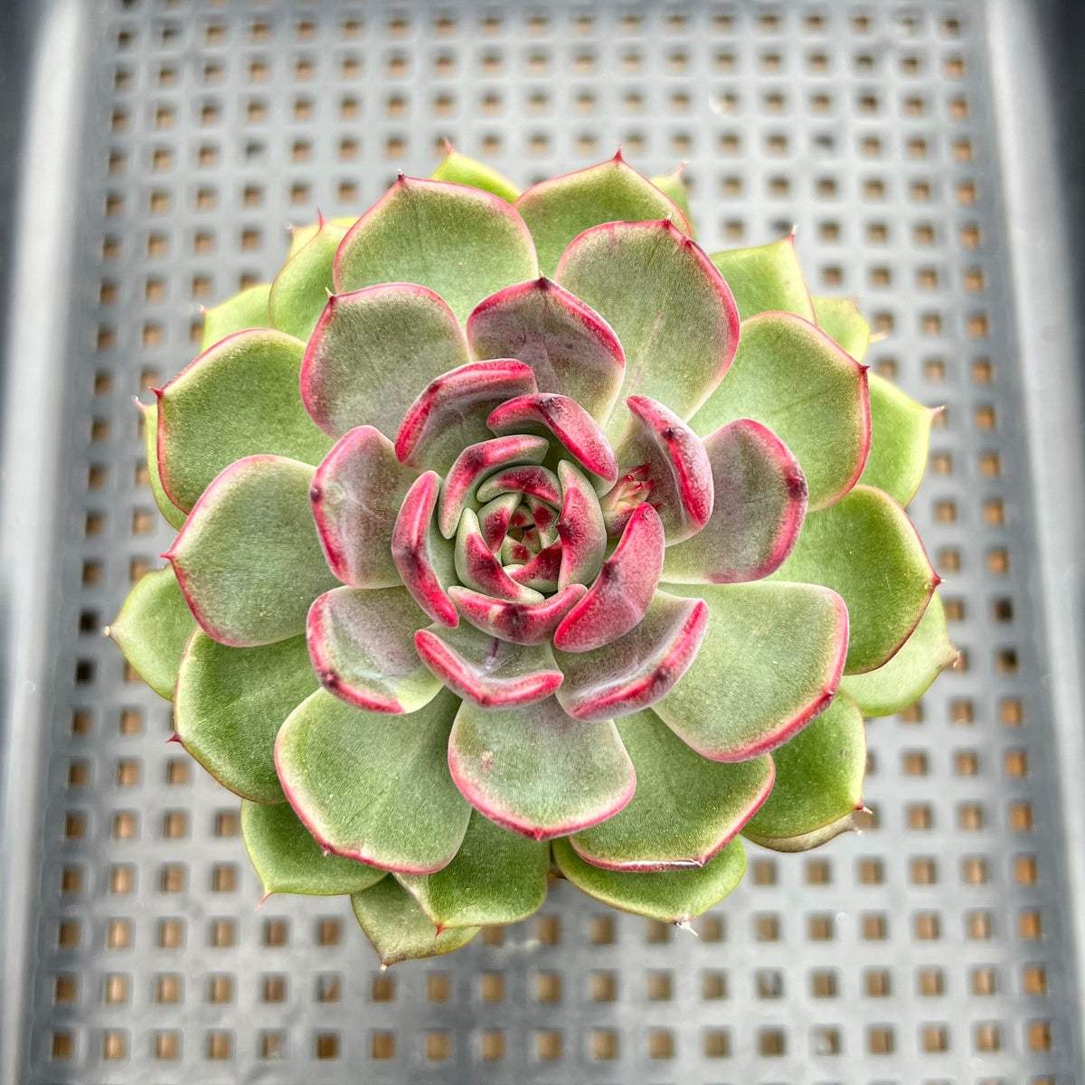 Echeveria 'Black Eyes' 3" Succulent Plant