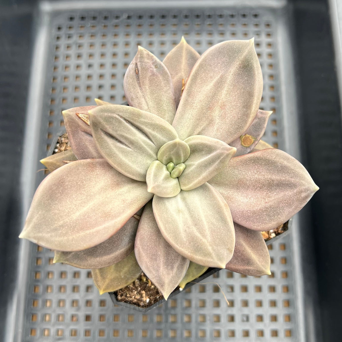 Echeveria Xichuensis 4" Extra Large Succulent Plant