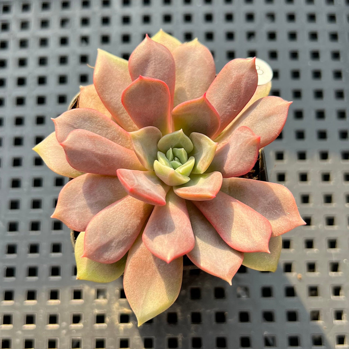 Echeveria 'Vasilisa' 2" Succulent Plant (Potted)