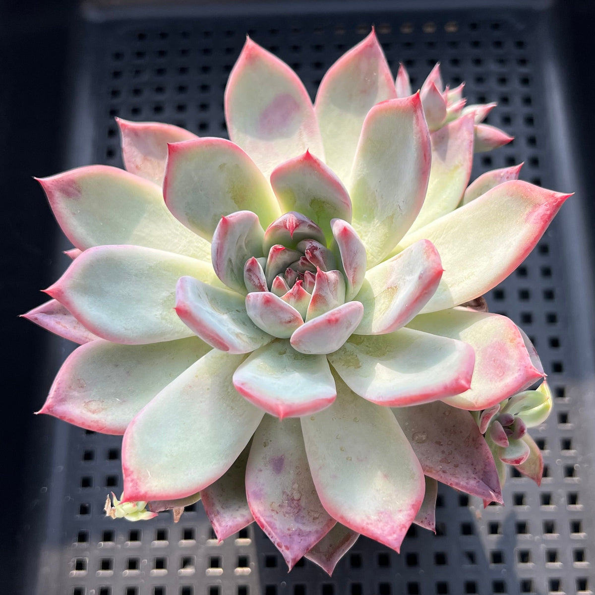 Echeveria Colorata 'Lindsayana' 3"-4" Succulent Plant (Potted)