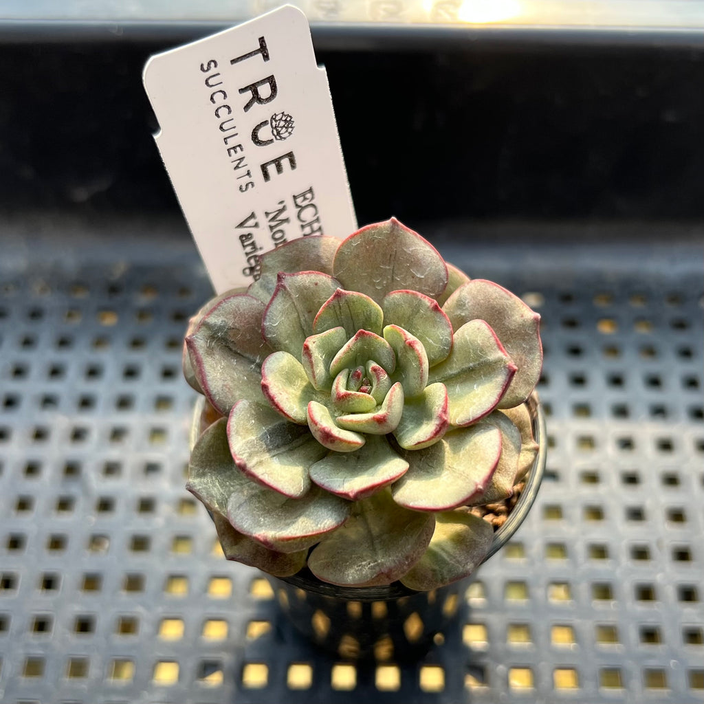 ech succulent Echeveria 'Moranii' Variegated 1