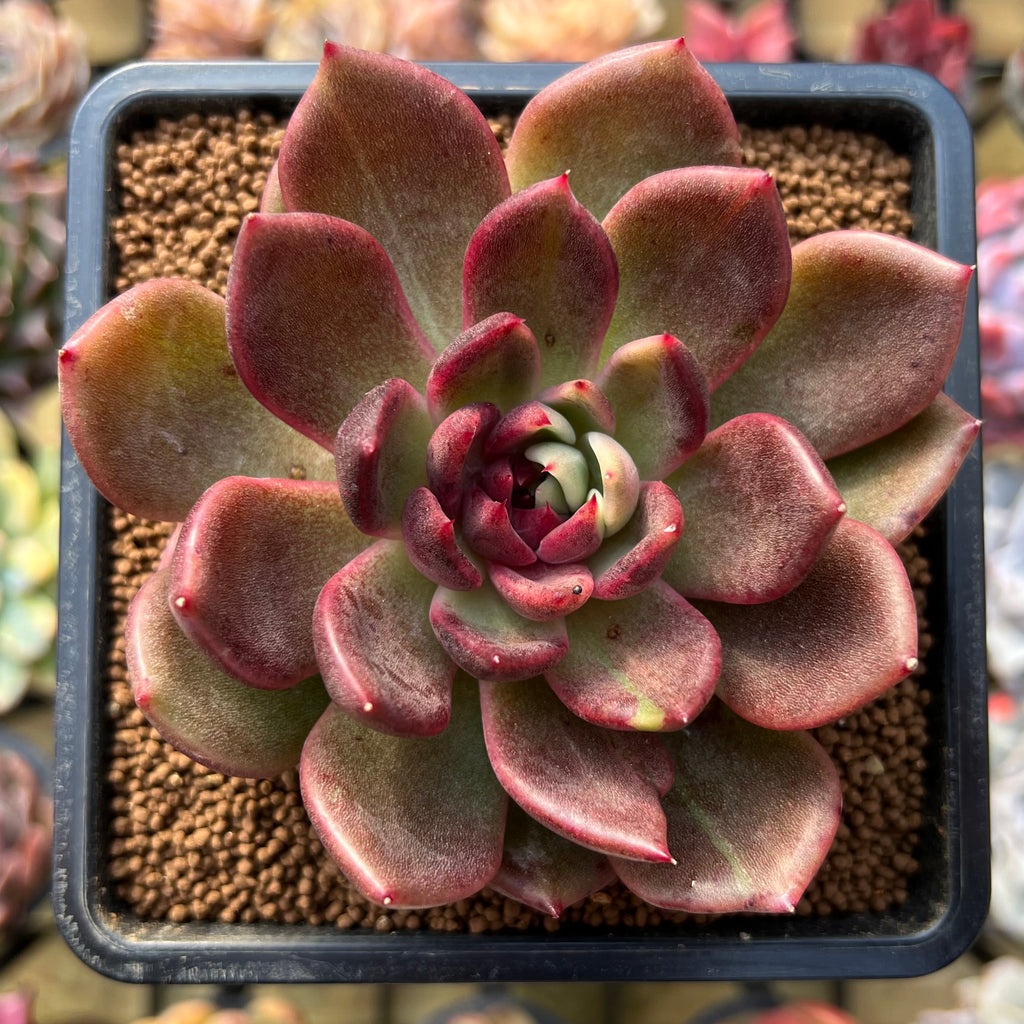 echeveria Leather Switiching Work JKT 1 An Echeveria Encyclopedia