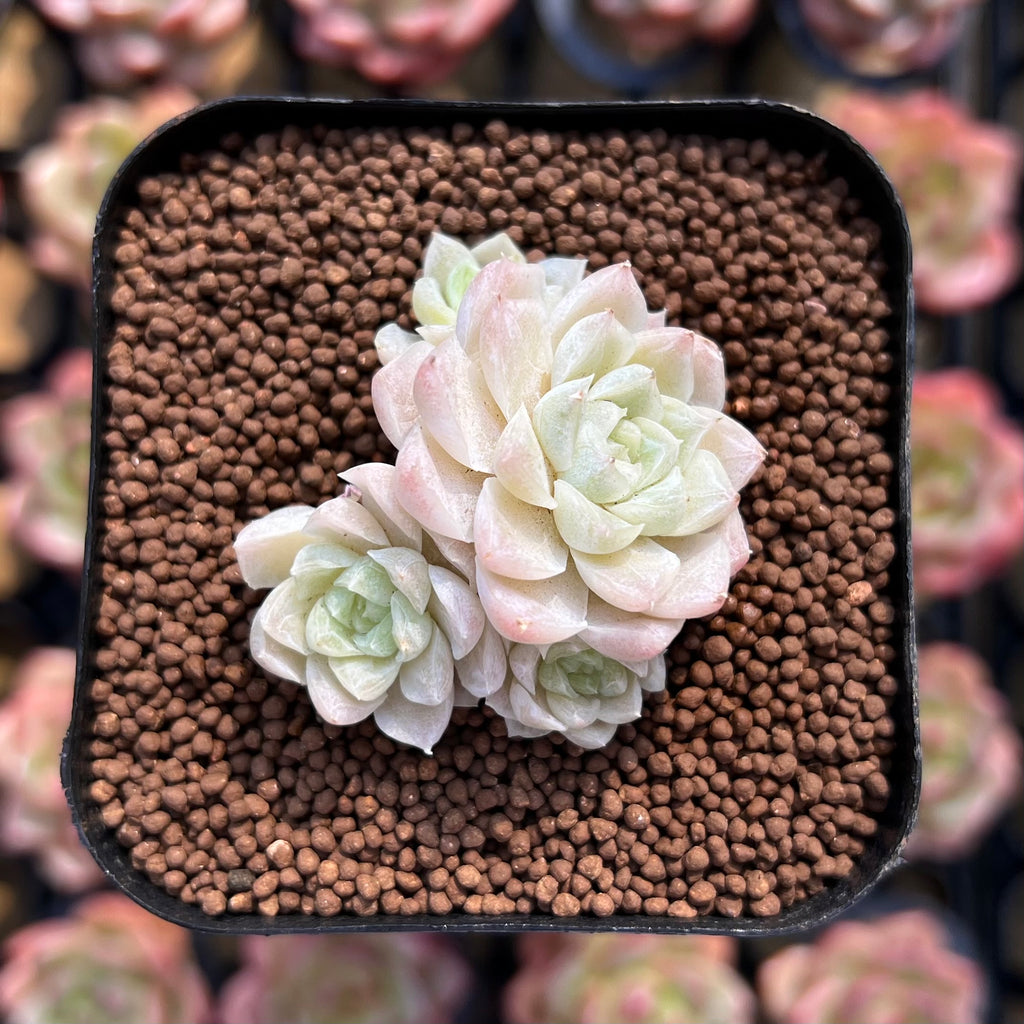 white echeveria succulent Echeveria 'White Queen' 1