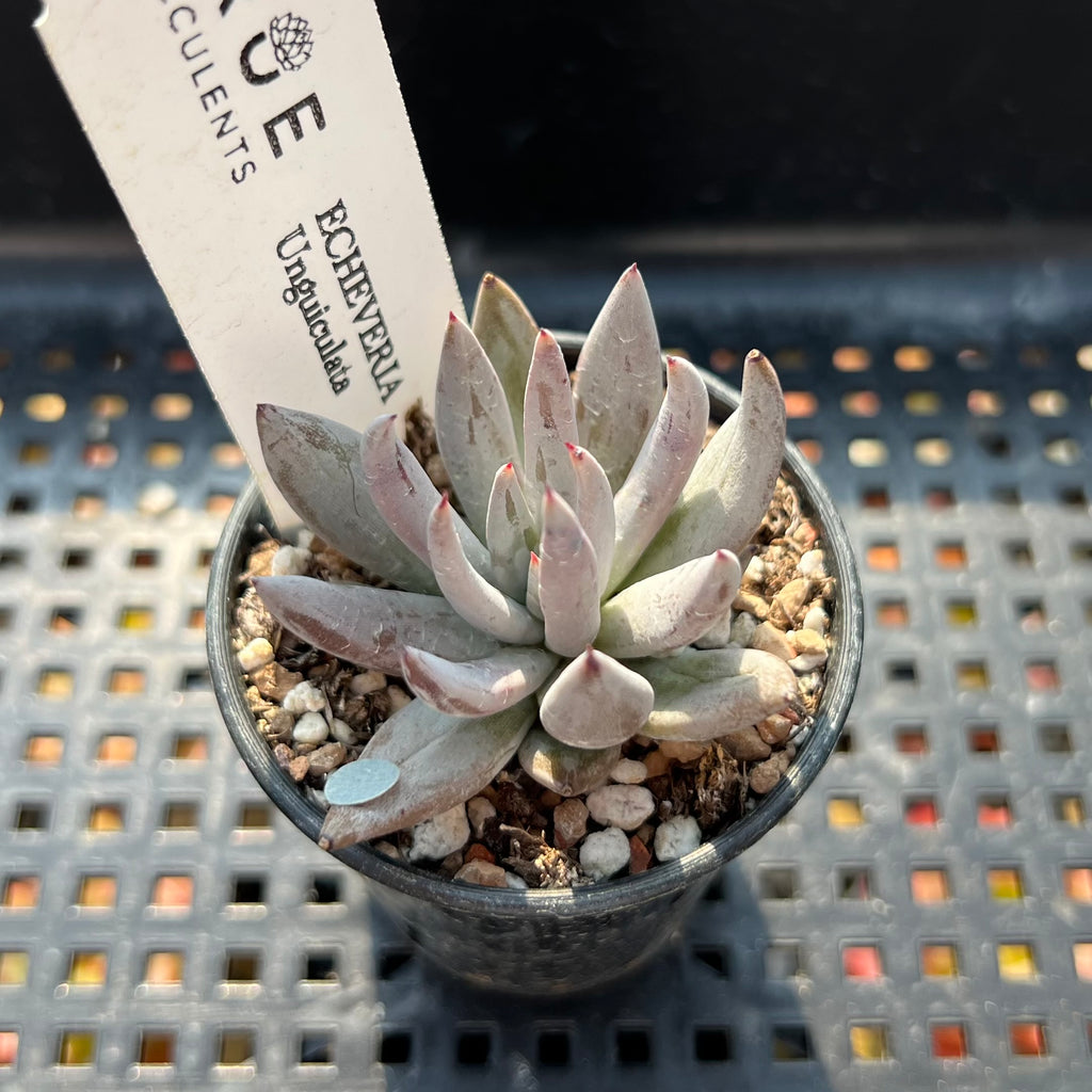 unguiculata succulent Echeveria Unguiculata 1