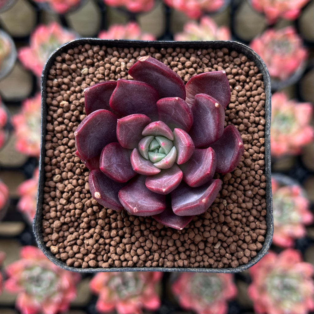 Echeveria 'Vasilisa' 1