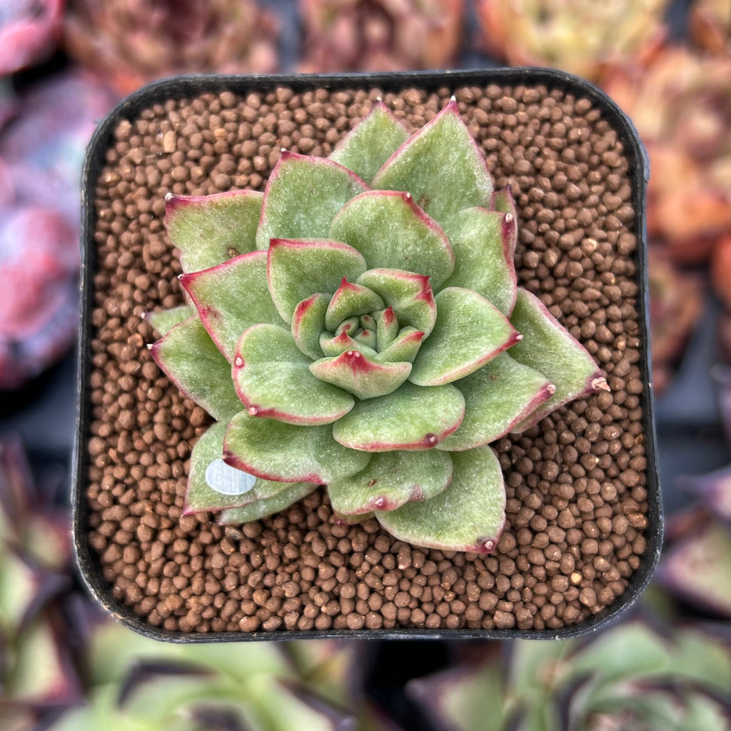 spiky succulent with red tips Echeveria Agavoides sp. Variegated 1" Succulent Plant