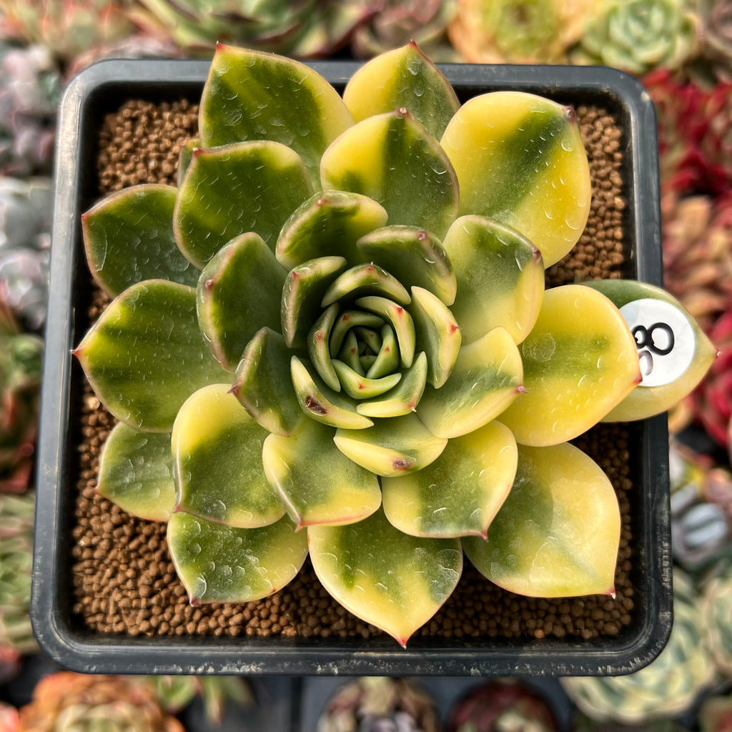 Echeveria Agavoides 'Ramses' Variegated 3"4" Succulent Plant True Succulents Plant Co.