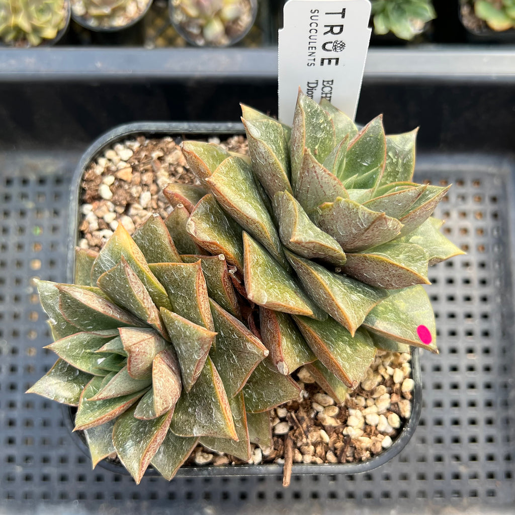 ech succulent Echeveria 'Dionysos' 5" Extra Large Succulent Plant