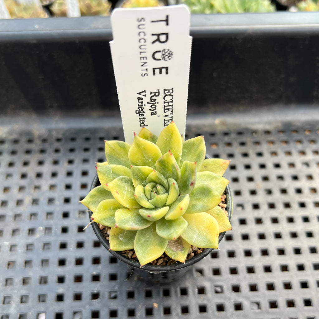succulents variegated leaves Echeveria 'Rajoya' Variegated 1" Succulent Plant