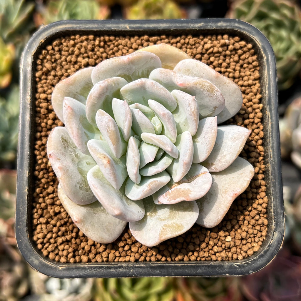 新種　2　Echeveria Cuquitae Echeveria 'Exotic' 2