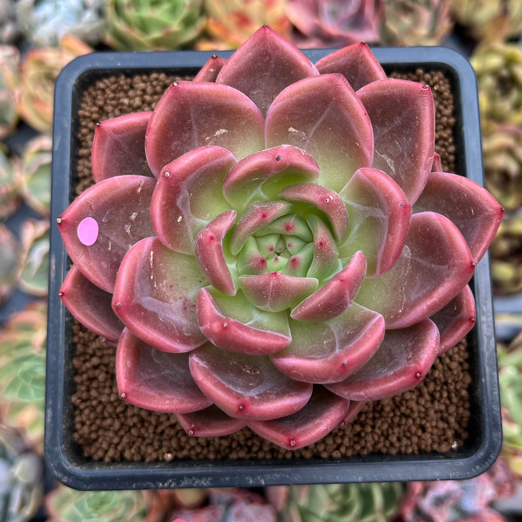 Echeveria 'Sharman' 2"3" Cutting Succulent Plant True Succulents