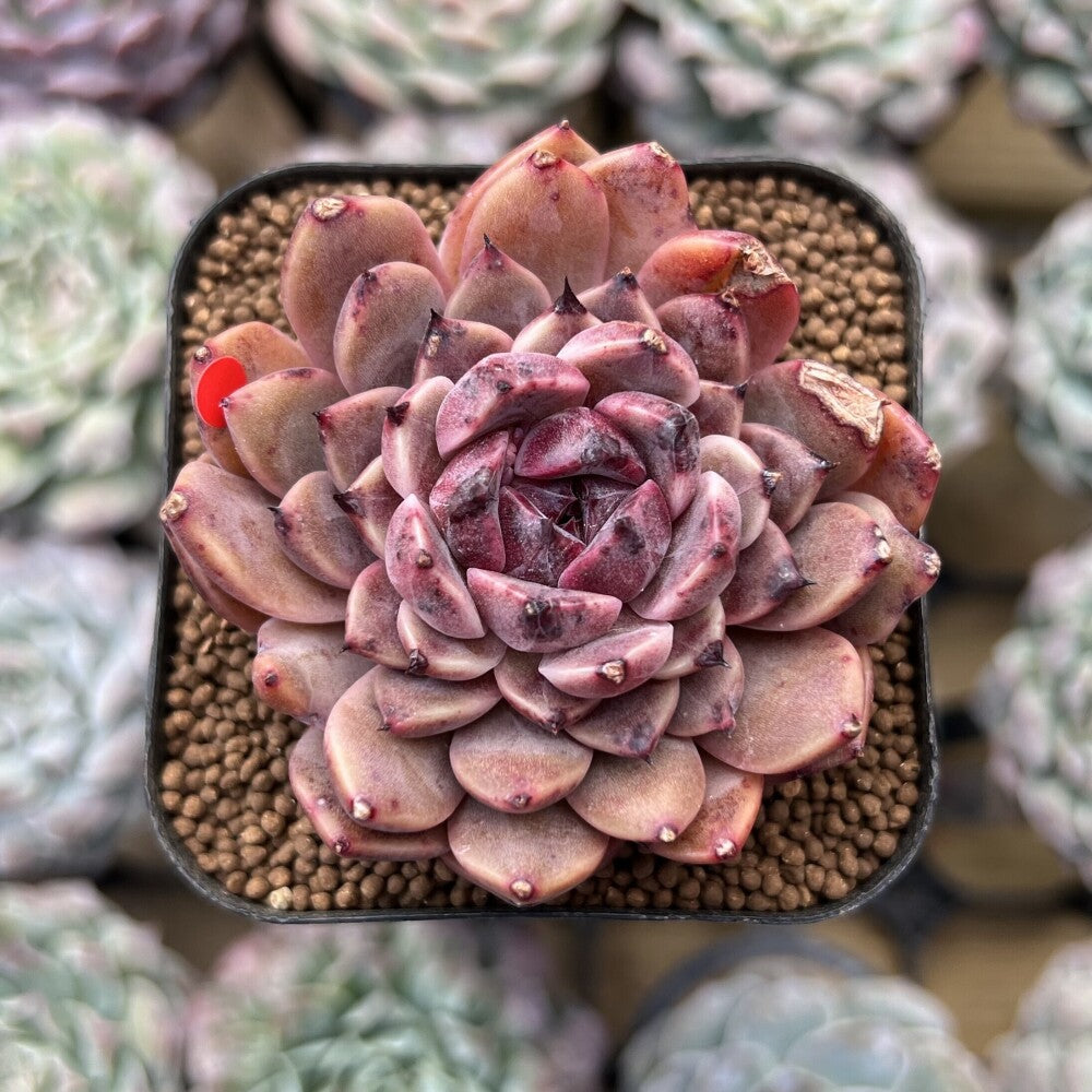 cindy succulents Echeveria 'Cindy' Seed-grown 2" Succulent Plant Cutting